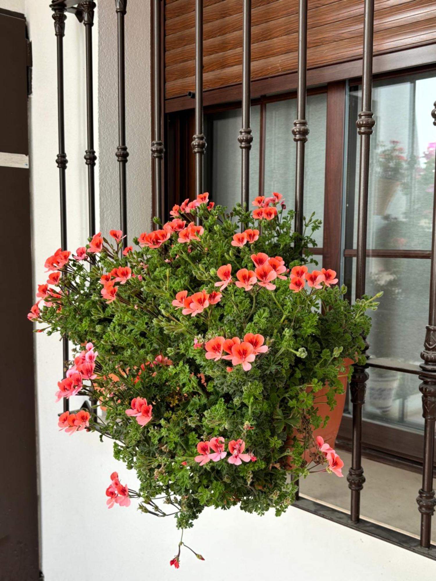 Flores De Mayo En Centro Cordova Esterno foto